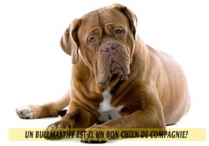 Un-Bullmastiff-est-il-un-bon-chien-de-compagnie-01