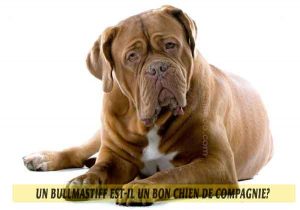 Un-Bullmastiff-est-il-un-bon-chien-de-compagnie-01