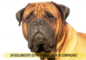 Un-Bullmastiff-est-il-un-bon-chien-de-compagnie-03