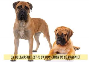 Un-Bullmastiff-est-il-un-bon-chien-de-compagnie-04