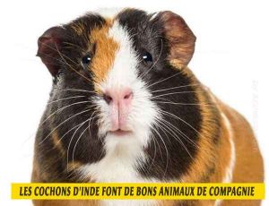 les-cochons-d'inde-font-de-bons-animaux-de-compagnie-01