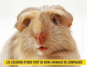 les-cochons-d'inde-font-de-bons-animaux-de-compagnie-02