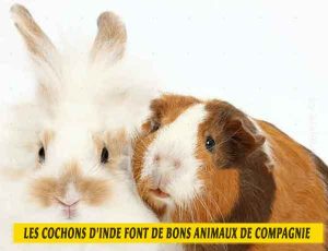 les-cochons-d'inde-font-de-bons-animaux-de-compagnie-04