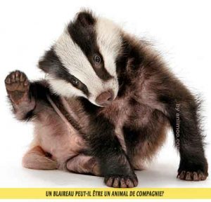 Blaireau-d'Europe-Blaireau-commun,-Taisson-peut-il-être-un-animal-de-compagnie-03