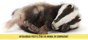 Blaireau-d'Europe-Blaireau-commun,-Taisson-peut-il-être-un-animal-de-compagnie-04