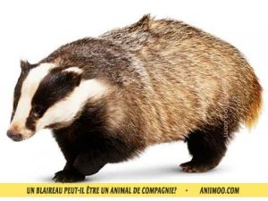 Blaireau-d'Europe-Blaireau-commun,-Taisson-peut-il-être-un-animal-de-compagnie-05