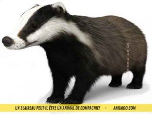 Blaireau-d'Europe-Blaireau-commun,-Taisson-peut-il-être-un-animal-de-compagnie-06