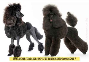 Caniches-standards--Standard-Poodle--est-un-bon-chien-de-compagnie-02
