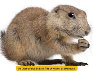 Le-chien-de-prairie-est-il-un-animal-de-compagnie.02