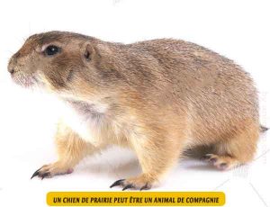 Le-chien-de-prairie-est-il-un-animal-de-compagnie.04