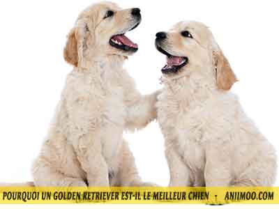 Le-chuen-Golden-le-comfort-12