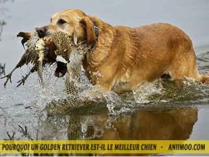 Le-chuen-Golden-retriever-aiment-la-chasse-02