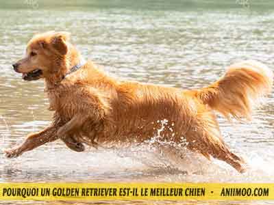 Le-chuen-Golden-retriever-aiment-l'eau-01