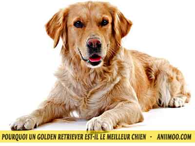 Le-chuen-Golden-retriever-est-calmet-04