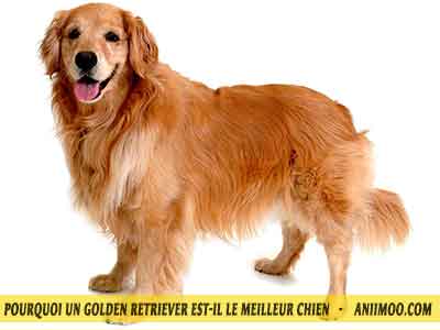 Le-chuen-Golden-retriever-magnifiques-chiens-07