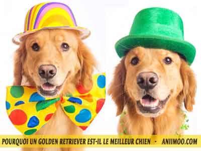 Le-chuen-Golden-retriever-mous-faire-rir-05