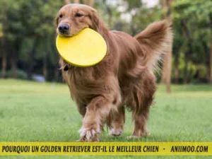 Le-chuen-Golden-retriever-sport-03