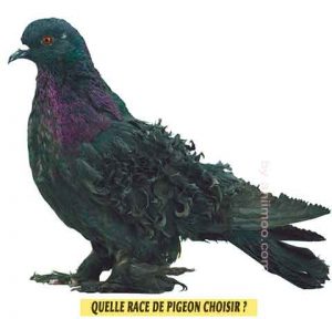 Pigeons-de-fantaisiet-Quelle-race-de-pigeon-choisir-02