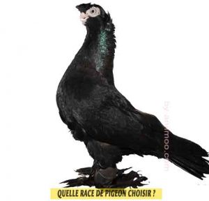 Pigeons-de-fantaisiet-Quelle-race-de-pigeon-choisir-04