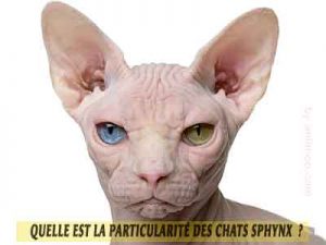 Sphynx-meilleur-chat-de-compagnier-01