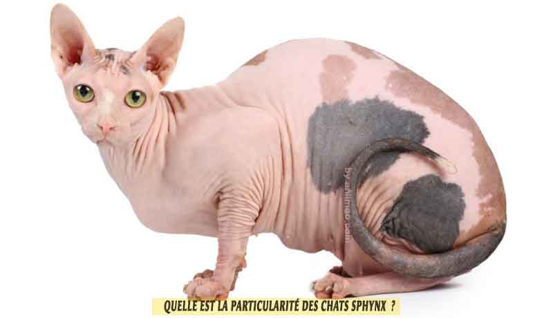 Quelle Est La Particularite Des Chats Sphynx Aniimoo