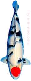 Tancho--Koï-Comment-identifier-un-poisson-koï-31