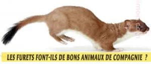 pourquoi-les-Furets-font-ils-de-bons-animaux-de-compagnie-01