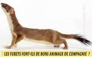 pourquoi-les-Furets-font-ils-de-bons-animaux-de-compagnie-02