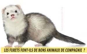 pourquoi-les-Furets-font-ils-de-bons-animaux-de-compagnie-04