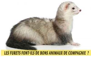 pourquoi-les-Furets-font-ils-de-bons-animaux-de-compagnie-05