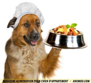 Meilleure-alimentation-pour-chien-d'appartement-03