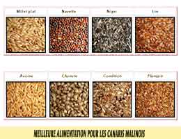 waterslager-canary-Meilleure-alimentation-pour-les-canaris-malinois-08