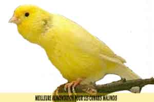 waterslager-canary-Meilleure-alimentation-pour-les-canaris-malinois-10