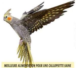 Meilleure-alimentation-pour-une-Callopsitte-saine-11