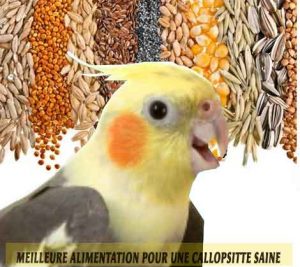 Meilleure-alimentation-pour-une-Callopsitte-saine-12