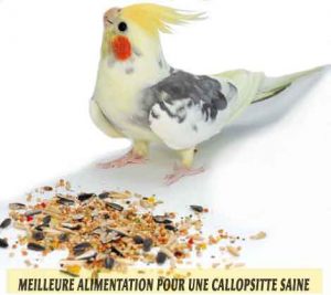 Meilleure-alimentation-pour-une-Callopsitte-saine-13