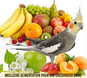 Meilleure-alimentation-pour-une-Callopsitte-saine-14