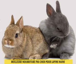 Meilleure-nourriture-pas-cher-pour-lapins-nains-01