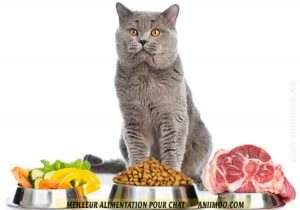 comment-coisir-lr-Meilleur-alimentation-pour-chat-01