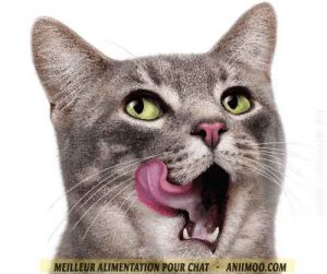 comment-coisir-lr-Meilleur-alimentation-pour-chat-02