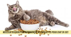 Meilleur-distributeur-automatique-de-croquettes-pour-chat-en-2021-08