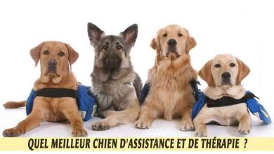 Quel meilleur chien d'Assistance et de Thérapie?