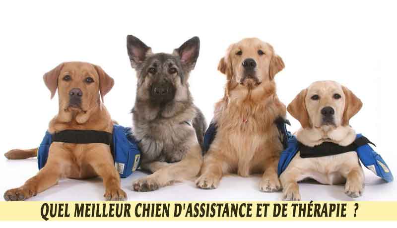 Quel meilleur chien d'Assistance et de Thérapie?