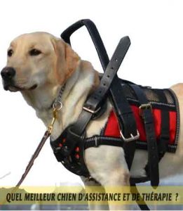 chiens-d'assistance-meilleur-chien-d'Assistance-et-de-Thérapie-