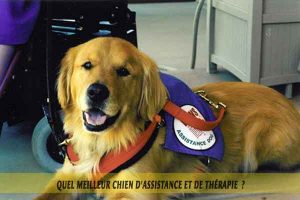 chiens-d'assistance-meilleur-chien-d'Assistance-et-de-Thérapie-06