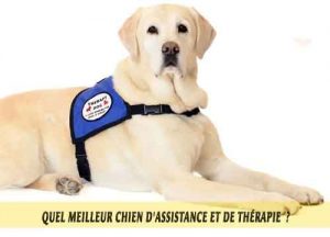 chiens-thérapeutiques-meilleur-chien-d'Assistance-et-de-Thérapie-09