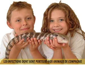 Reptiles et amphibiens et Les-infections-dont-sont-porteurs-nos-animaux-de-compagnie-03