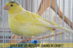 Quels-sont-les-meilleurs-canaris-de-chant--01