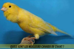 Quels-sont-les-meilleurs-canaris-de-chant--02