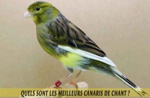 Quels-sont-les-meilleurs-canaris-de-chant--03